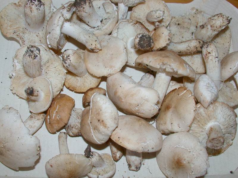 Mycoflora toscana - Pochi ma buoni...